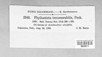 Phyllosticta innumerabilis image